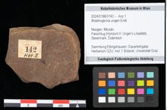 Foto (Objekt + Etikett) von Widdringtonia ungeri Endl. (NHMW-GEO-2024-0188-0142)